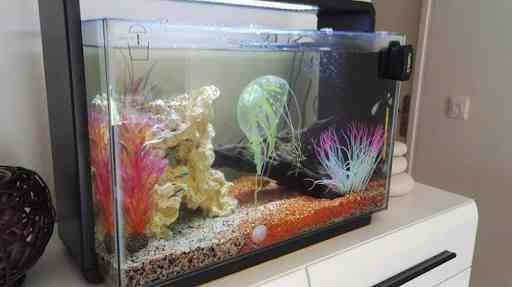 Spectacle Aquariums picture