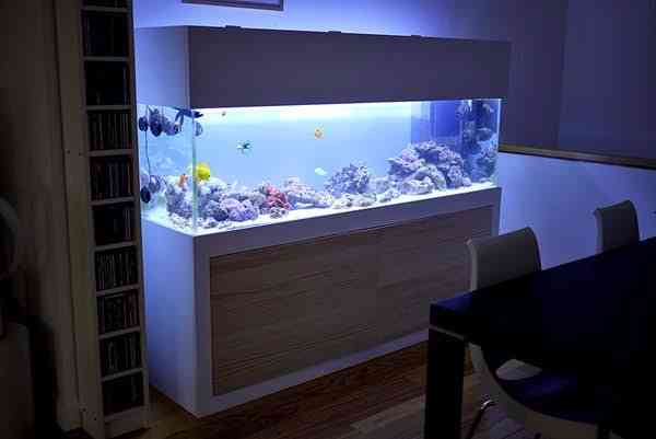 Spectacle Aquariums