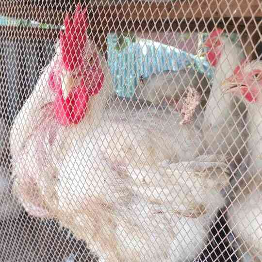 Amsan farm