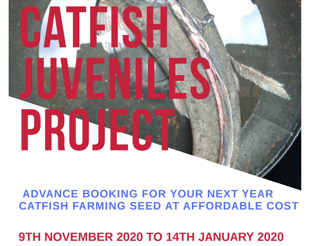 Catfish Juveniles Production Business Services January 2021