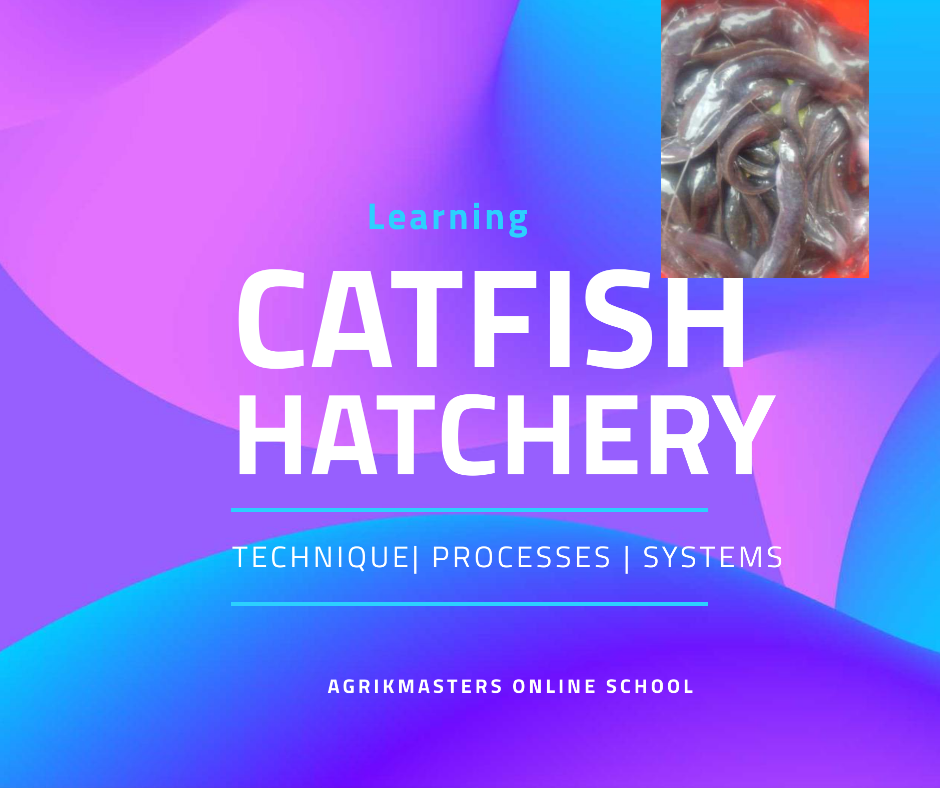 Join My Online WhatsApp Catfish Hatchery Training Group Now And Get 100 Fingerlings FREE