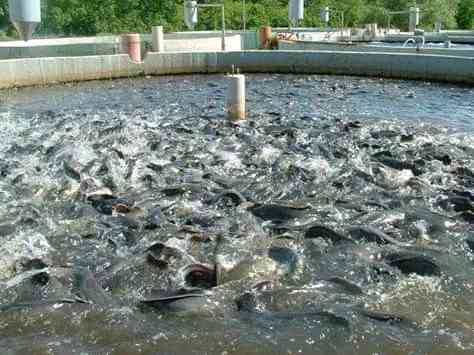 Construction of Fish Ponds