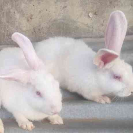 Blessedfaith Rabbits Farming picture