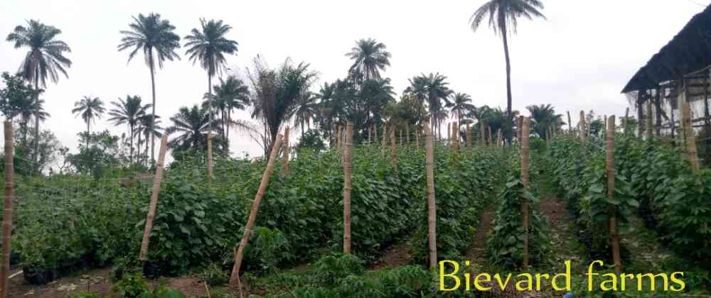 Bievard farms