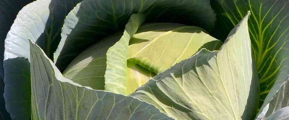 Afri Agri Products Ltd