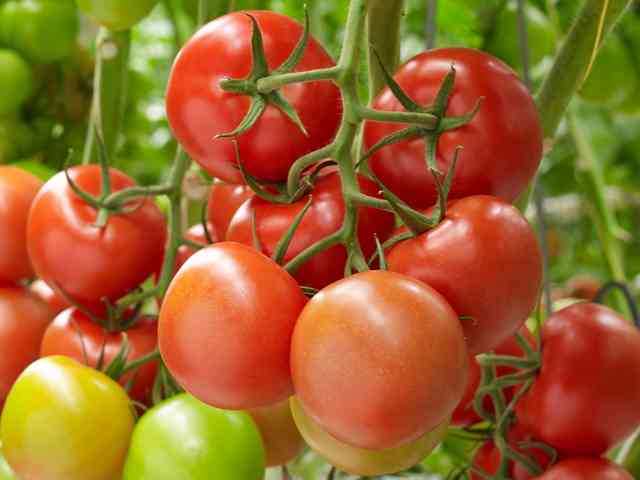 Agro Hortiponics
