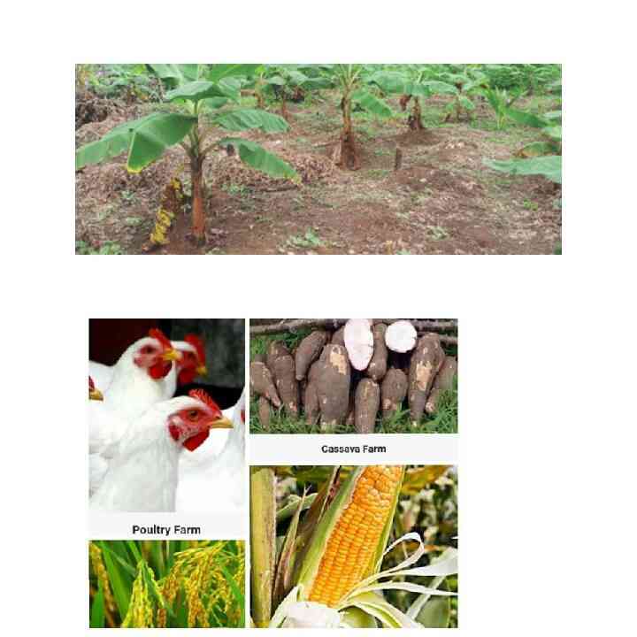 Razo Farms Ltd picture