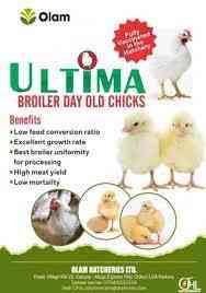 Olam Nigeria Feed and Hatcheries