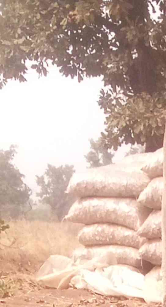 Dry cassava chips picture