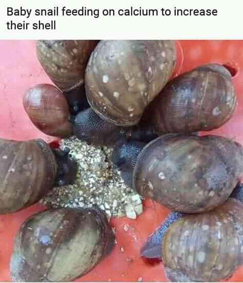 World of snails company limited