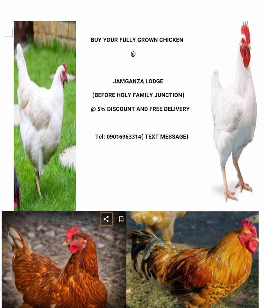 Cynklin poultry farm